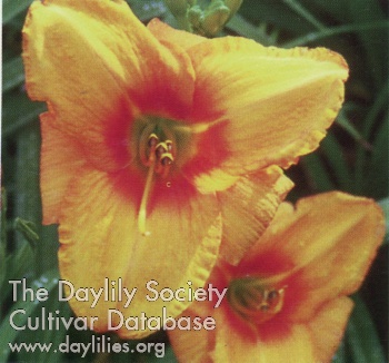 Daylily Embers of Vesuvius